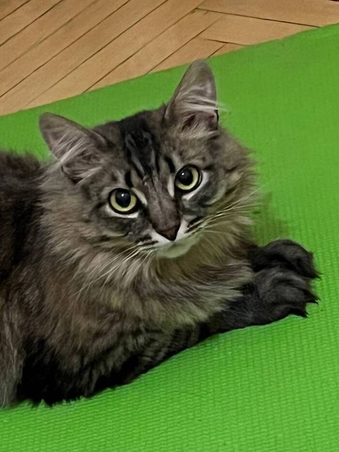 Кошечки Сибирячки Лея и Леся ищут дом!