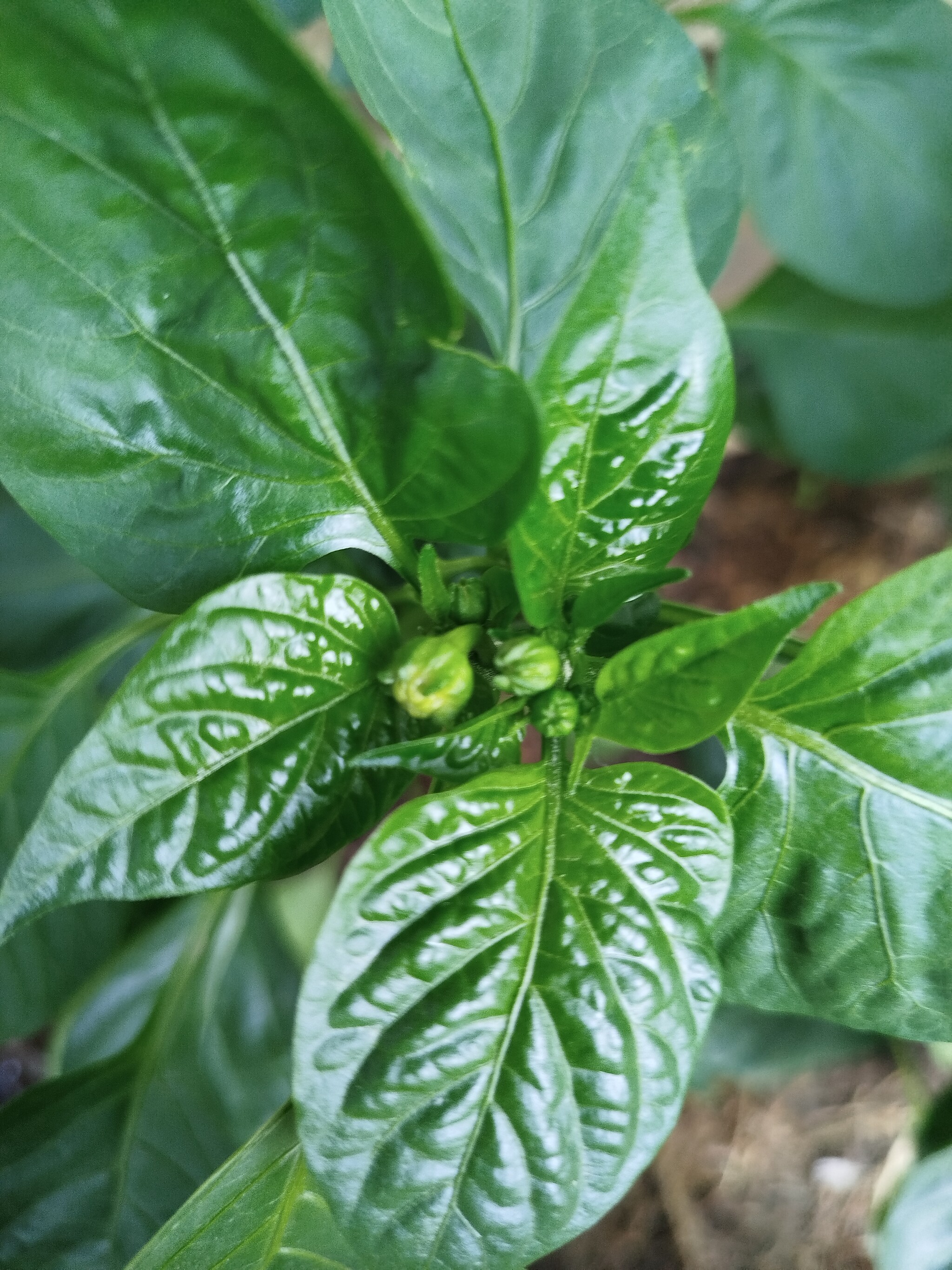 Please help me identify what kind of miracle is growing. - Hot peppers, Growing, Longpost