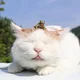 ����� ����� ������ ���� �����������