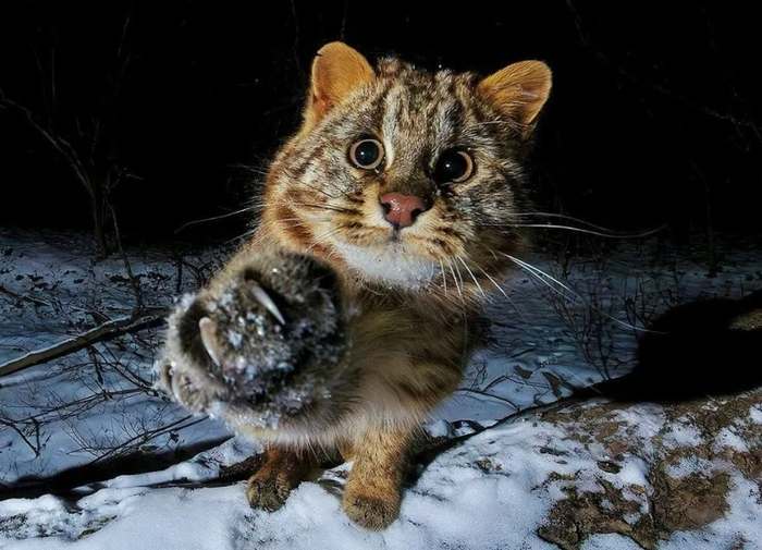 А амурский лесной кот — самый северный подвид бенгальской кошки. Мы можем обнаружить его в нашем Приморском крае.