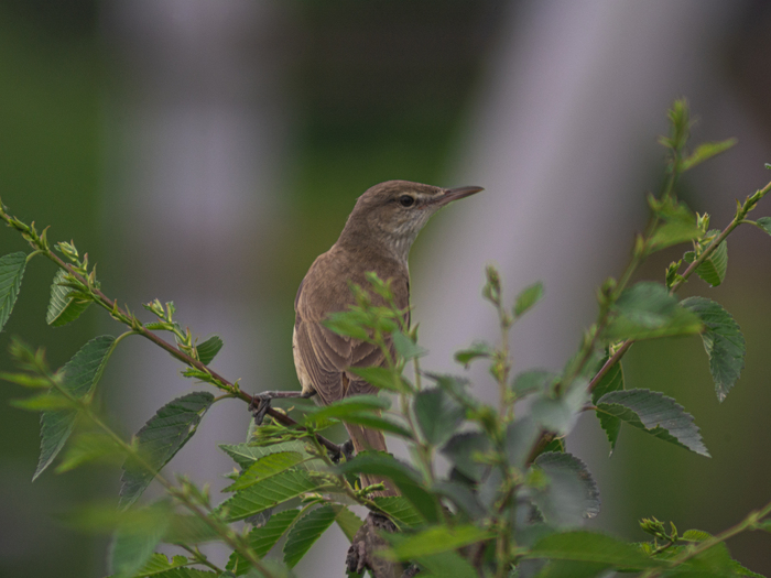 �������������, ��� �� ���������🐦📸