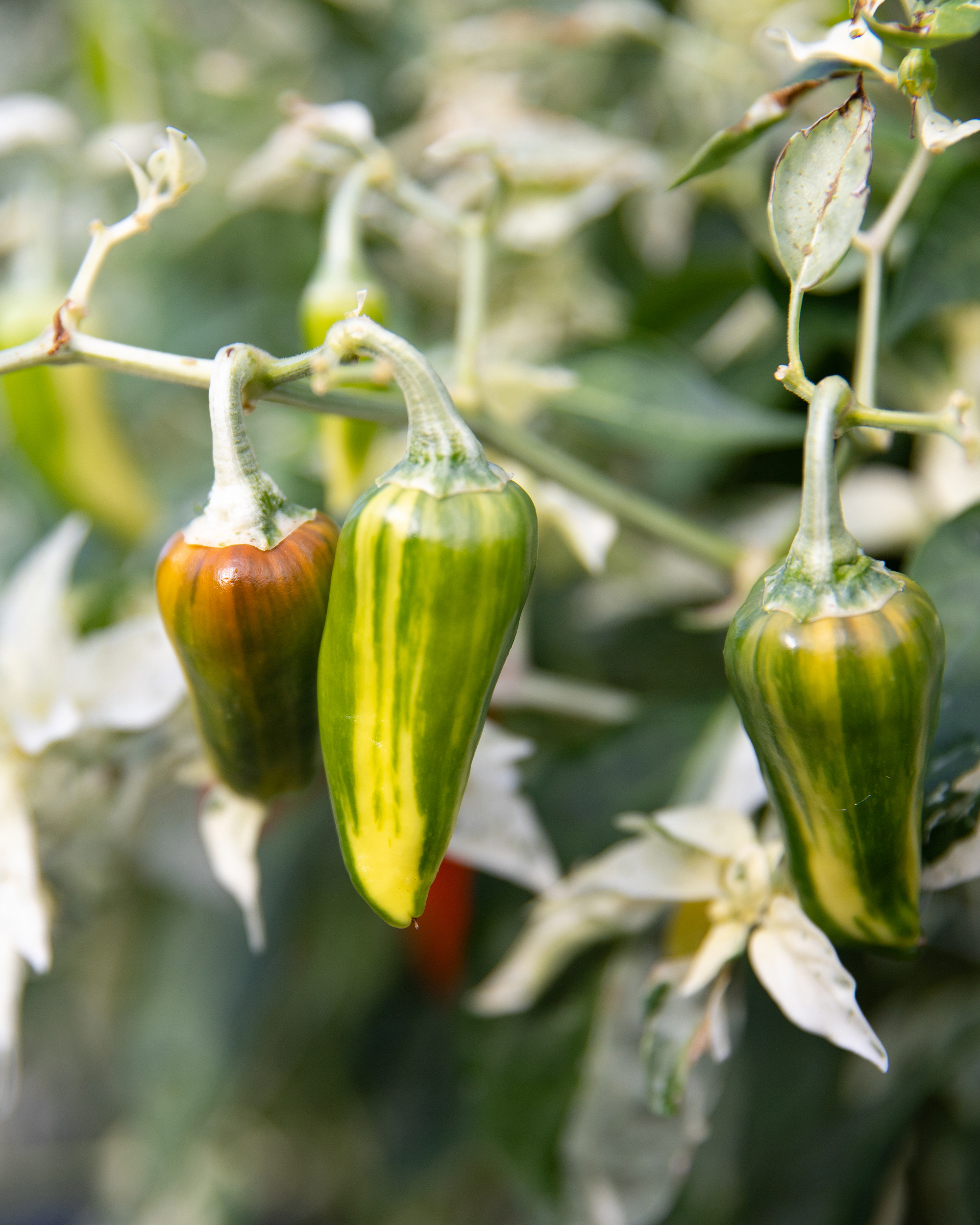 Some variable peppers - My, Garden, Harvest, Longpost
