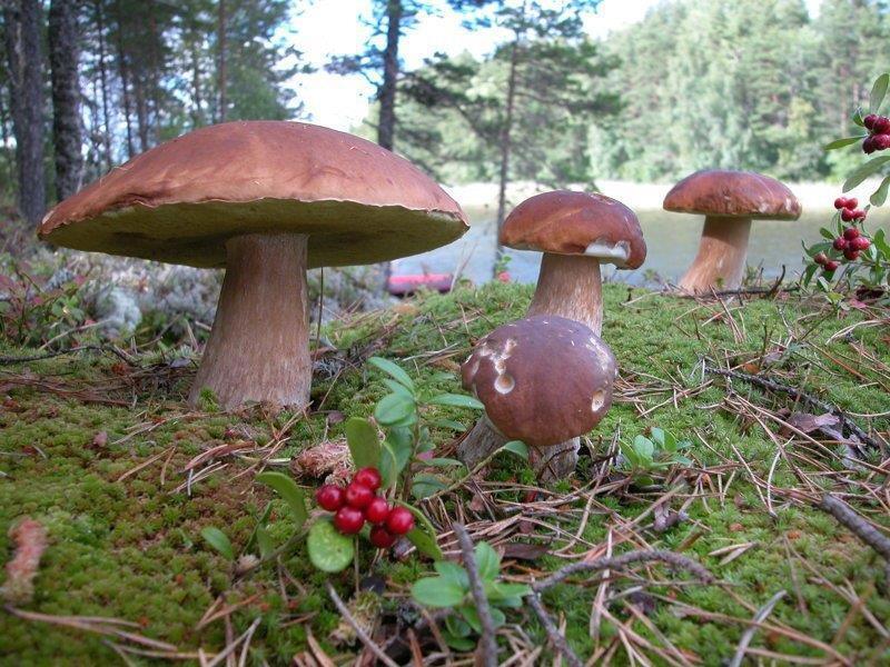 Mushroom picking in the Ladoga skerries - Series Corsair, My, Ladoga, Ladoga skerries, Hike, Men's cooking, Mushrooms, Fishing, Ladoga lake, Russia, Russians, Dacha, A boat, Boat, Berries, Family holiday, Camping, Video, Rutube, Short videos, Longpost
