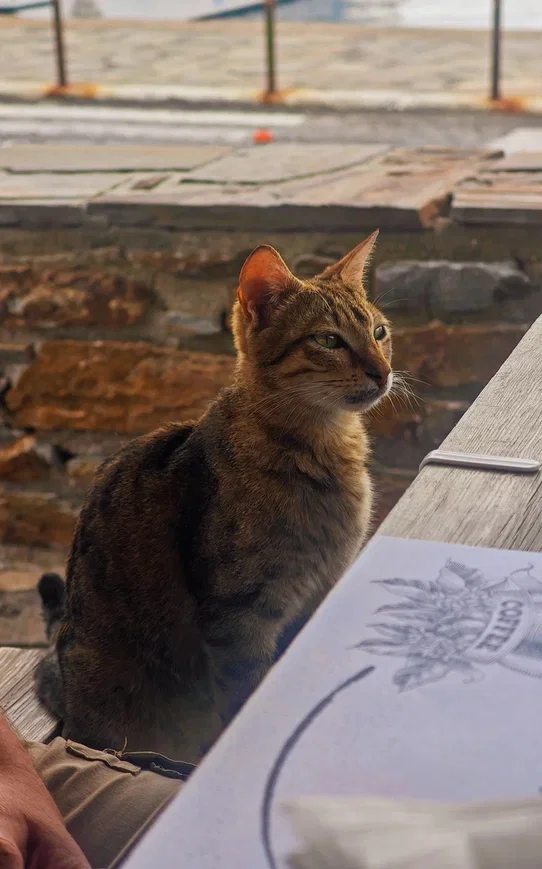 How Pikabu users sailed around Greece. Day 9, May 9. Ikaria Island. - Series Yacht Trips  Reports, My, Sea, Hike, Relaxation, Ocean, Adventures, Travels, Greece, Island, Sailboat, Sail, Yachting, Yacht, Video, Vertical video, Short videos, Longpost, Peekaboo+
