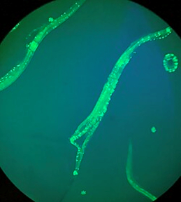 <a href="https://pikabu.ru/story/pochemu_myi_umiraem_4_14102618?u=https%3A%2F%2Fen.wikipedia.org%2Fwiki%2FCaenorhabditis_elegans&t=C.%20elegans%20%D0%BF%D0%BE%D0%B4%20%D0%BC%D0%B8%D0%BA%D1%80%D0%BE%D1%81%D0%BA%D0%BE%D0%BF%D0%BE%D0%BC&h=2d055c1bbcc3658dc19defe392cd82fd502eb0c0" title="https://en.wikipedia.org/wiki/Caenorhabditis_elegans" target="_blank" rel="nofollow noopener">C. elegans ��� �����������</a>