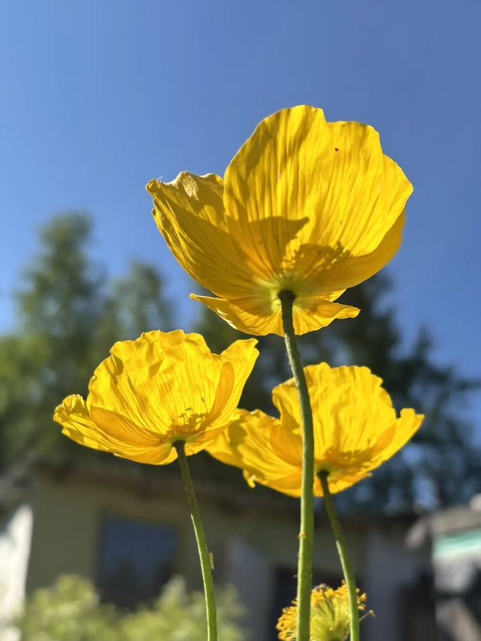 ��� �������������� (Papaver nudicaule) ��� ���������� ����