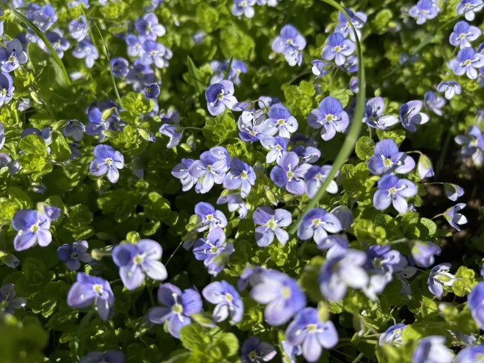 �������� ���������� (Veronica filiformis)