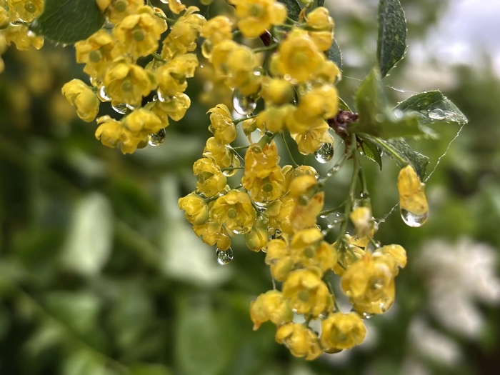 �������� ������������ (Berberis vulgaris)