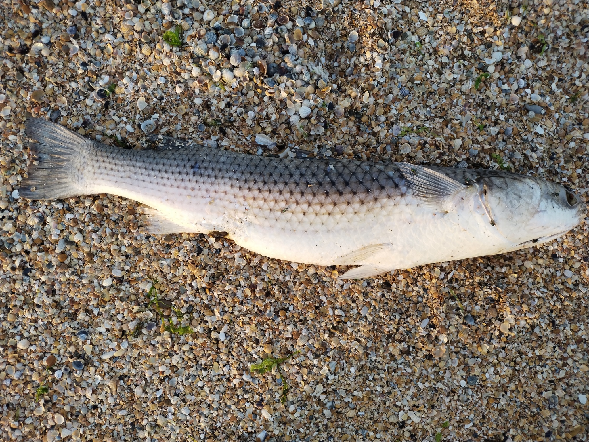 Sea of ??Azov. Dolzhanskaya. Huge carcasses of dead mullet on the shore. - My, A fish, Pelengas, Dead body, Carrion, Azov sea, Dolzhanskaya