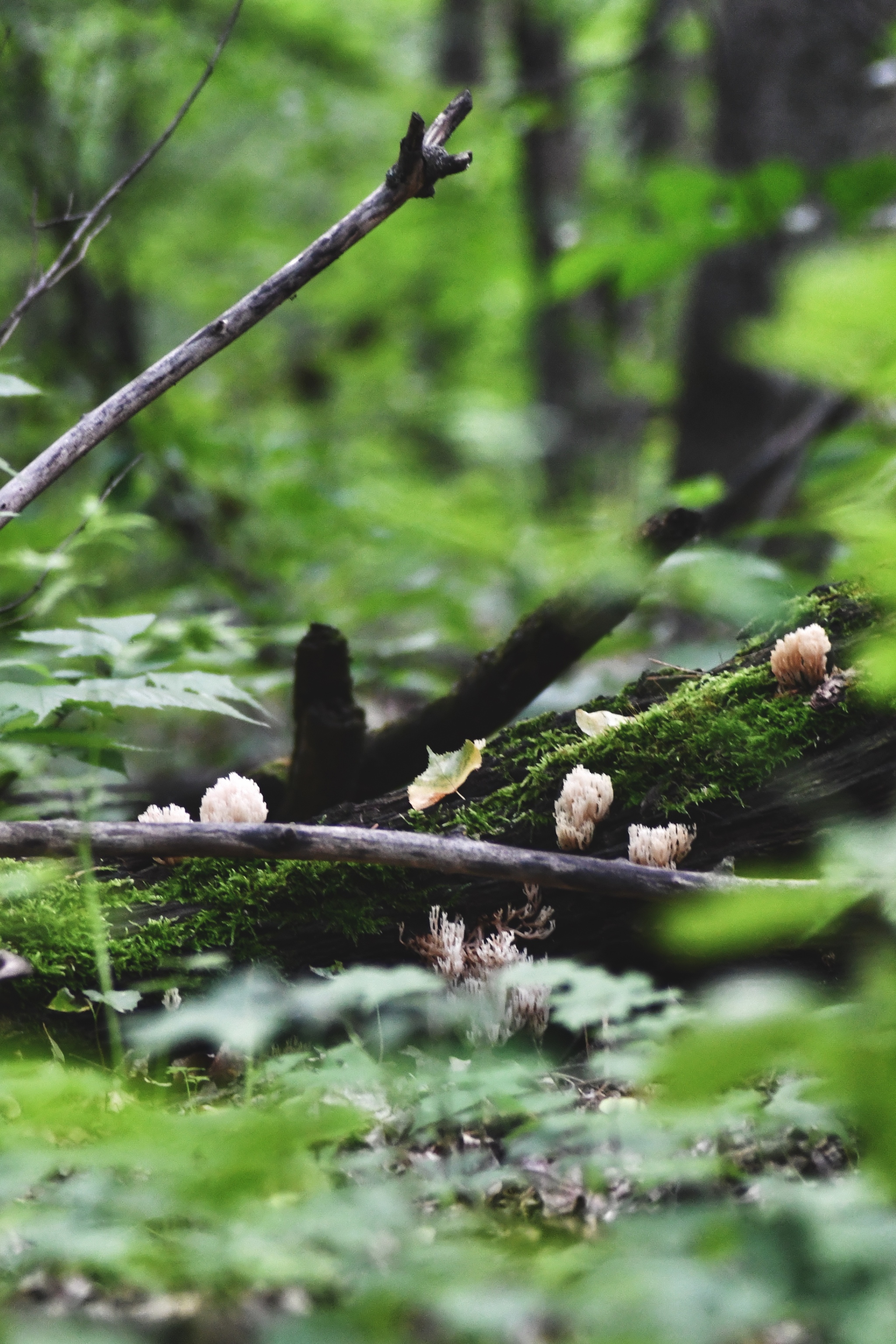They say green is calming. - My, Lordkarha, The photo, Greenery, Beginning photographer, Nature, Summer, Longpost