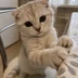 Catkontrol