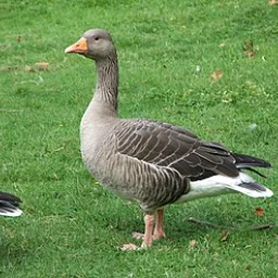 GuDmi72