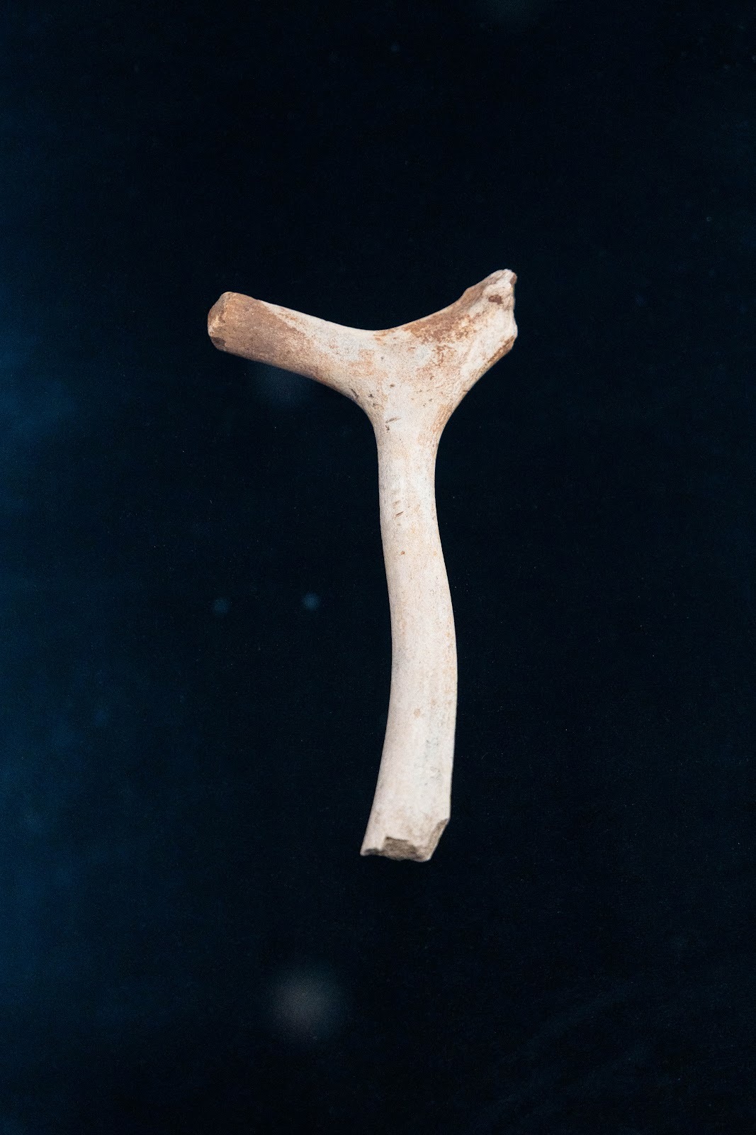 Sungir site. Upper Paleolithic in the central Russian Plain - My, Vladimir region, Vladimir city, Museum, Sungir, Stone Age, Ancient people, Burial, Mammoth tusks, sights, History (science), Archaeological excavations, Longpost