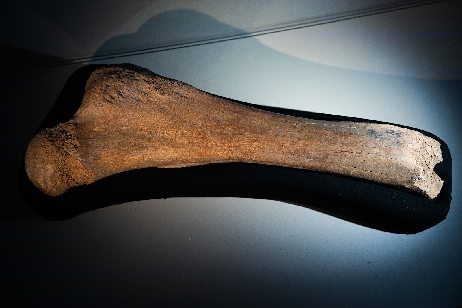 Sungir site. Upper Paleolithic in the central Russian Plain - My, Vladimir region, Vladimir city, Museum, Sungir, Stone Age, Ancient people, Burial, Mammoth tusks, sights, History (science), Archaeological excavations, Longpost