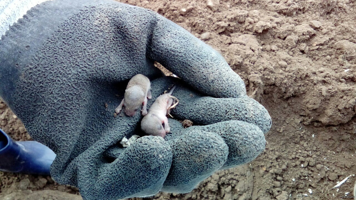 Вот ради них взрослые кроты и заморачиваются со стоком воды.