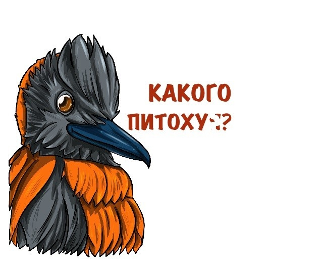 Правильное латинское название птицы — pitohui, но в русском языке учёные тактично опускают окончание, чтобы их не обсмеяли пятиклассники.