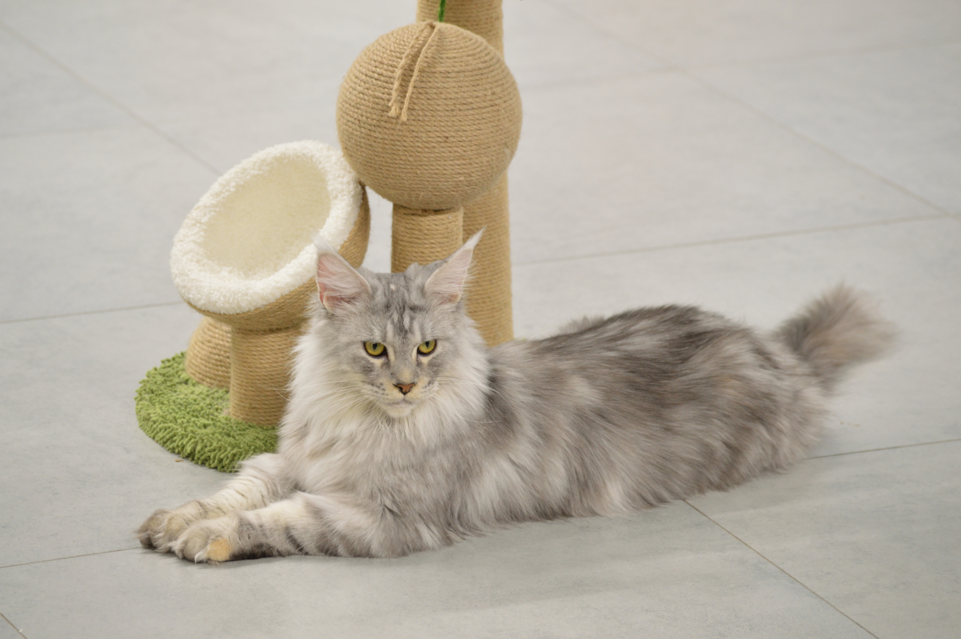 Show cats - My, cat, Cat Show, Scottish lop-eared, Maine Coon, Ragdoll, Abyssinian cat, Bengal cat, Longpost