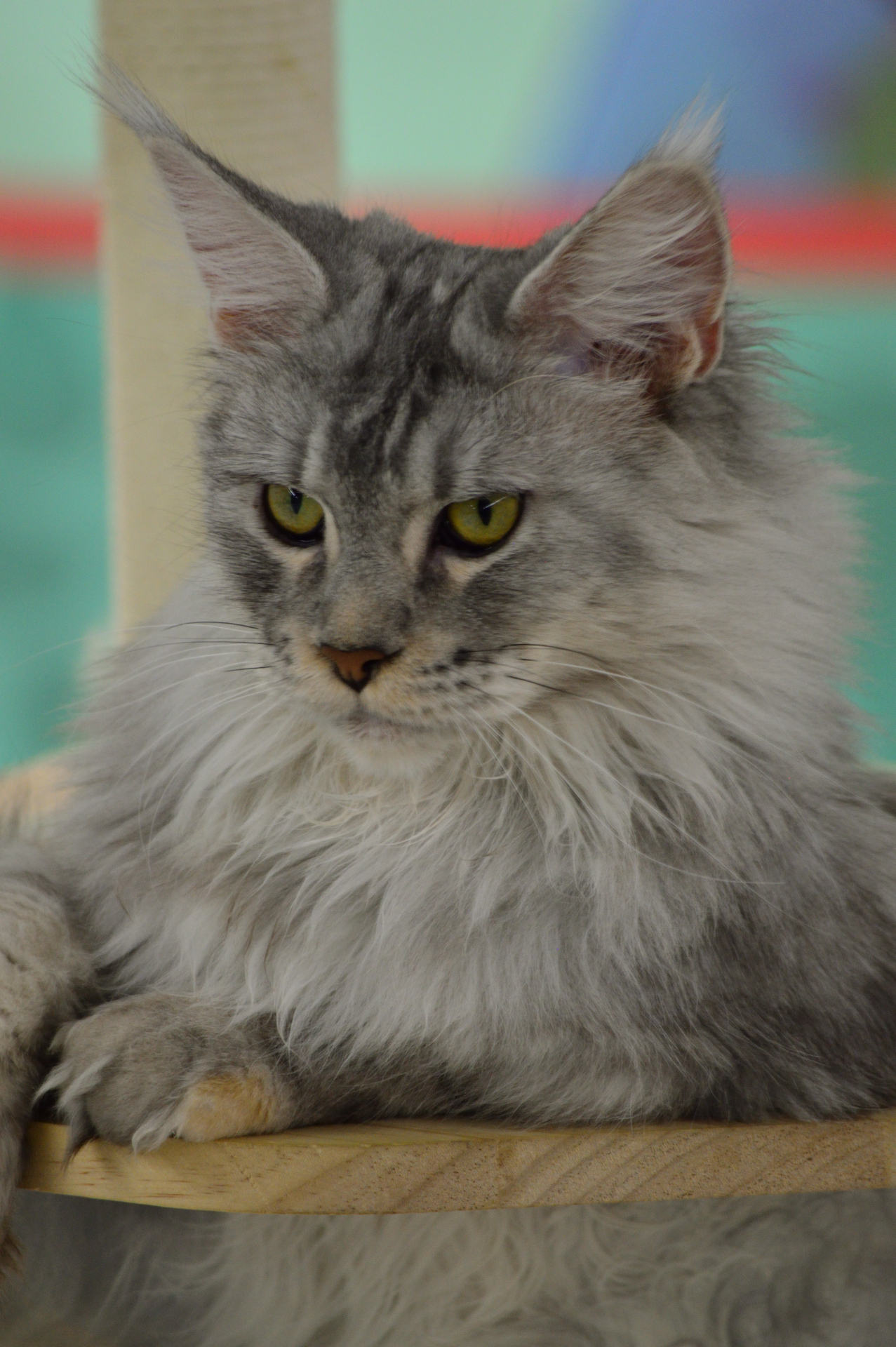 Show cats - My, cat, Cat Show, Scottish lop-eared, Maine Coon, Ragdoll, Abyssinian cat, Bengal cat, Longpost