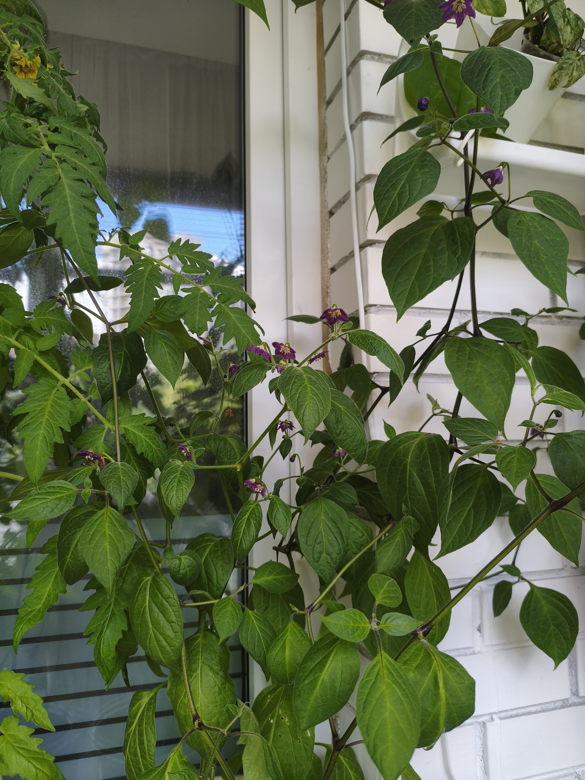 My green zen and purring caretaker - My, Hot peppers, Zen, Garden, Amazing, Balcony, Vegetable garden on the windowsill, Habanero, cat, Chilli, Longpost
