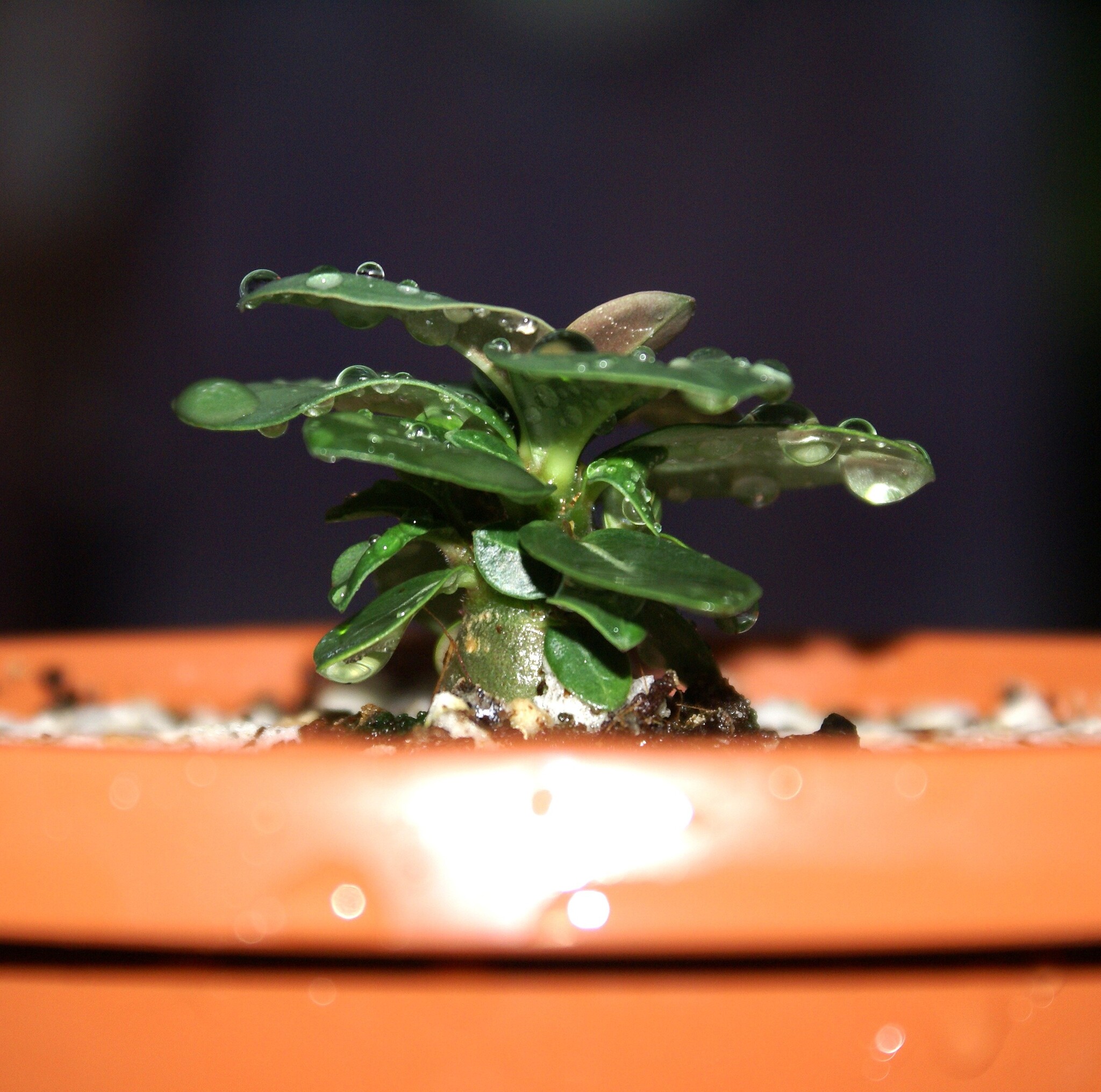 Mini seedling - Series Adeniums, My, Houseplants, Growing, Floriculture, Adenium, Sowing, Longpost