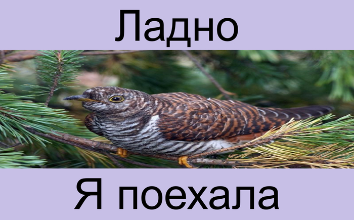 ������ ������