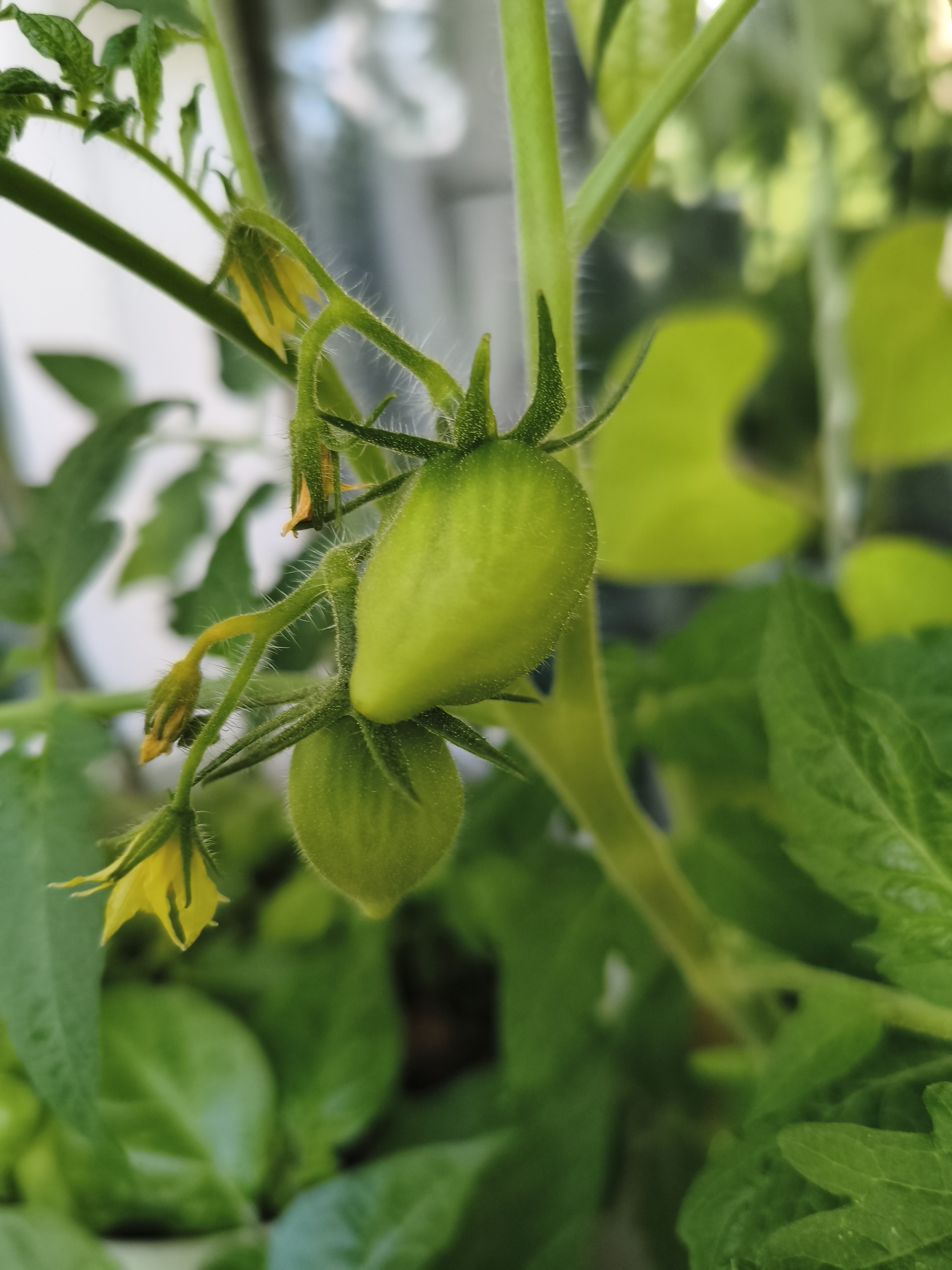 My green zen and purring caretaker - My, Hot peppers, Zen, Garden, Amazing, Balcony, Vegetable garden on the windowsill, Habanero, cat, Chilli, Longpost
