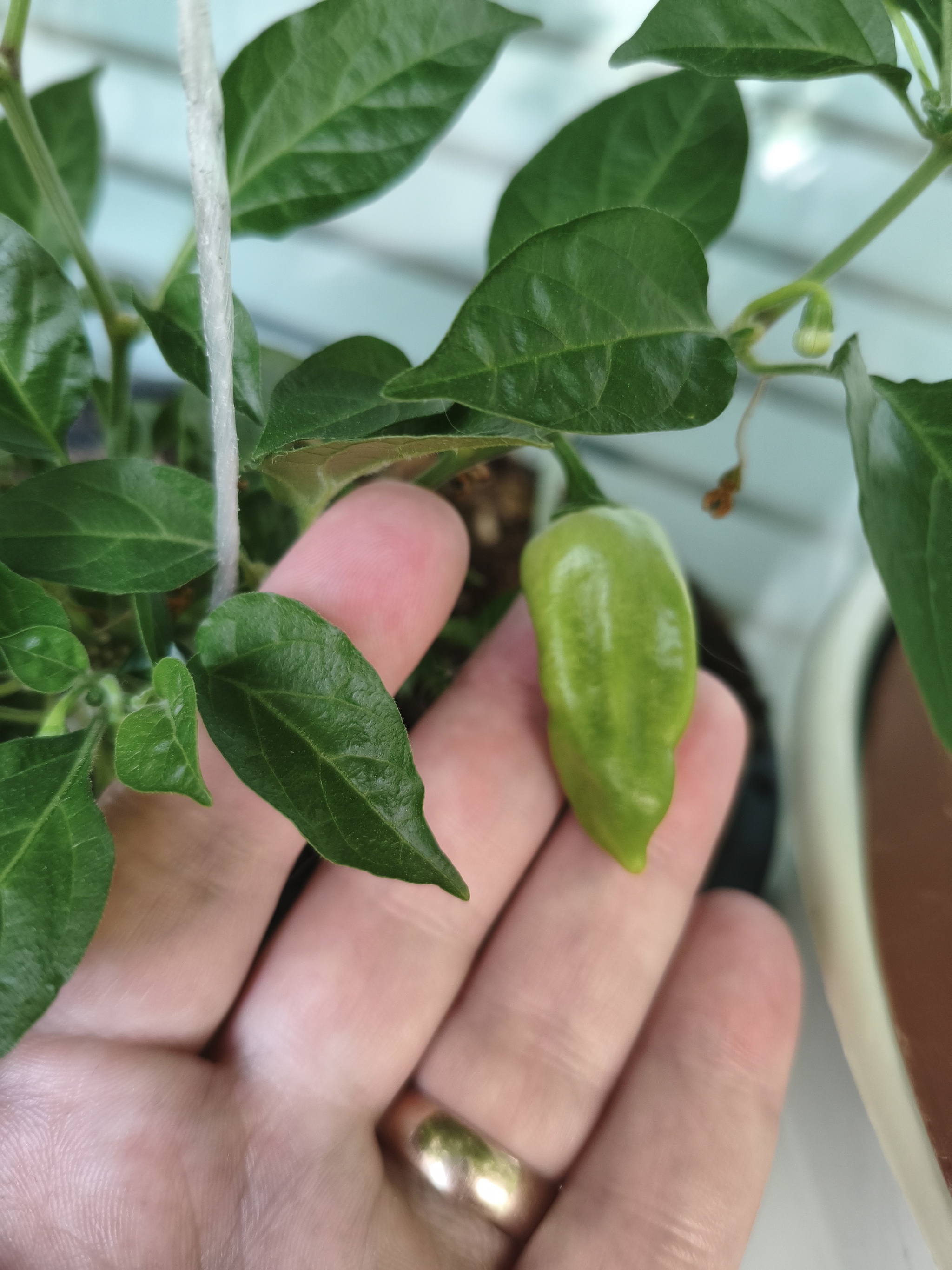 My green zen and purring caretaker - My, Hot peppers, Zen, Garden, Amazing, Balcony, Vegetable garden on the windowsill, Habanero, cat, Chilli, Longpost