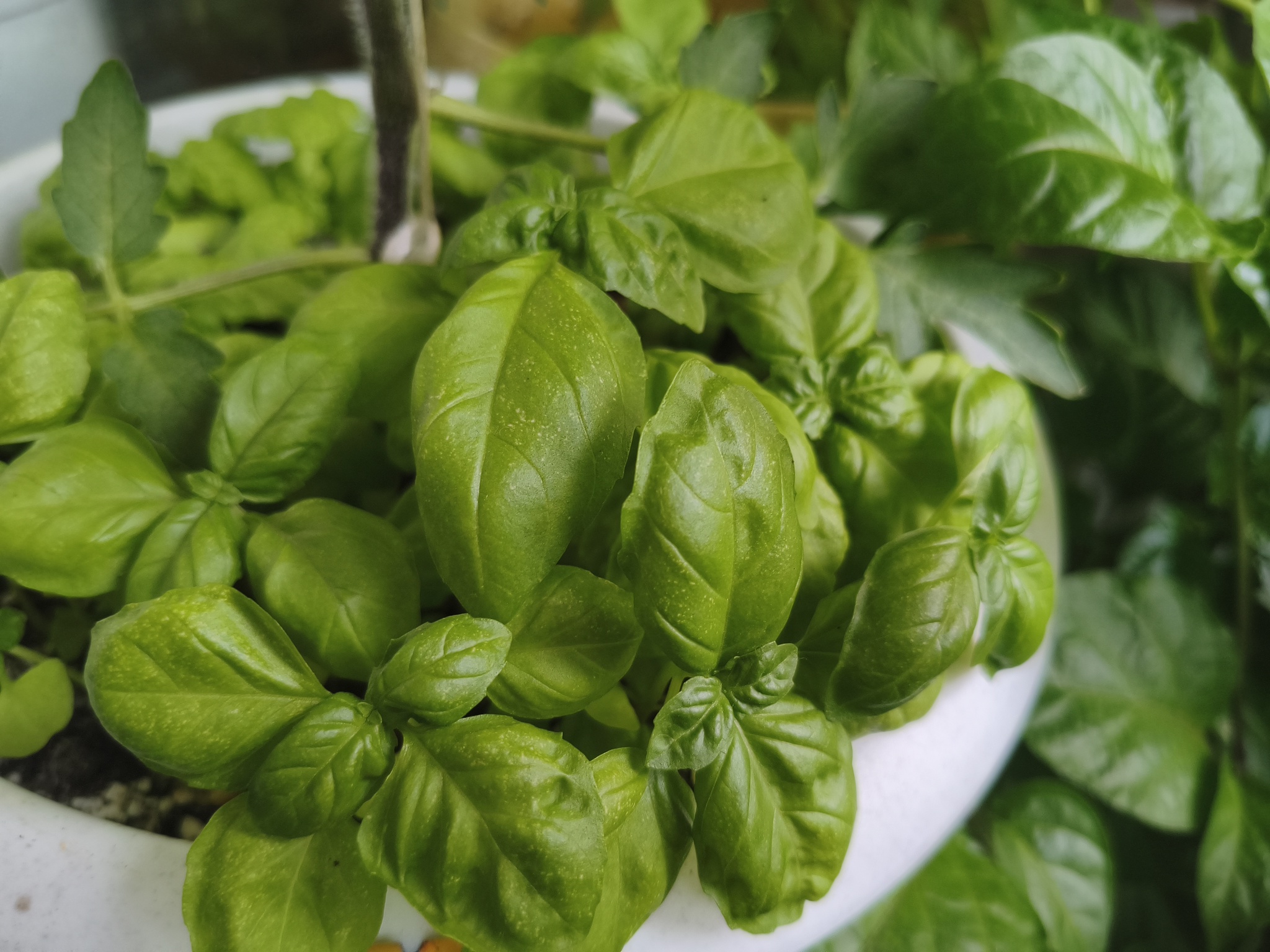 My green zen and purring caretaker - My, Hot peppers, Zen, Garden, Amazing, Balcony, Vegetable garden on the windowsill, Habanero, cat, Chilli, Longpost