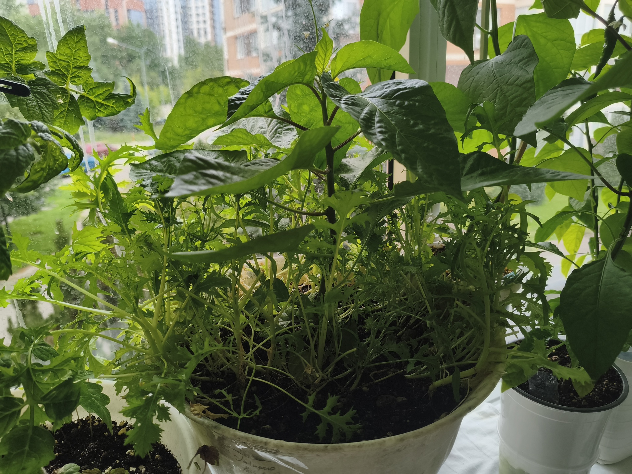 My green zen and purring caretaker - My, Hot peppers, Zen, Garden, Amazing, Balcony, Vegetable garden on the windowsill, Habanero, cat, Chilli, Longpost
