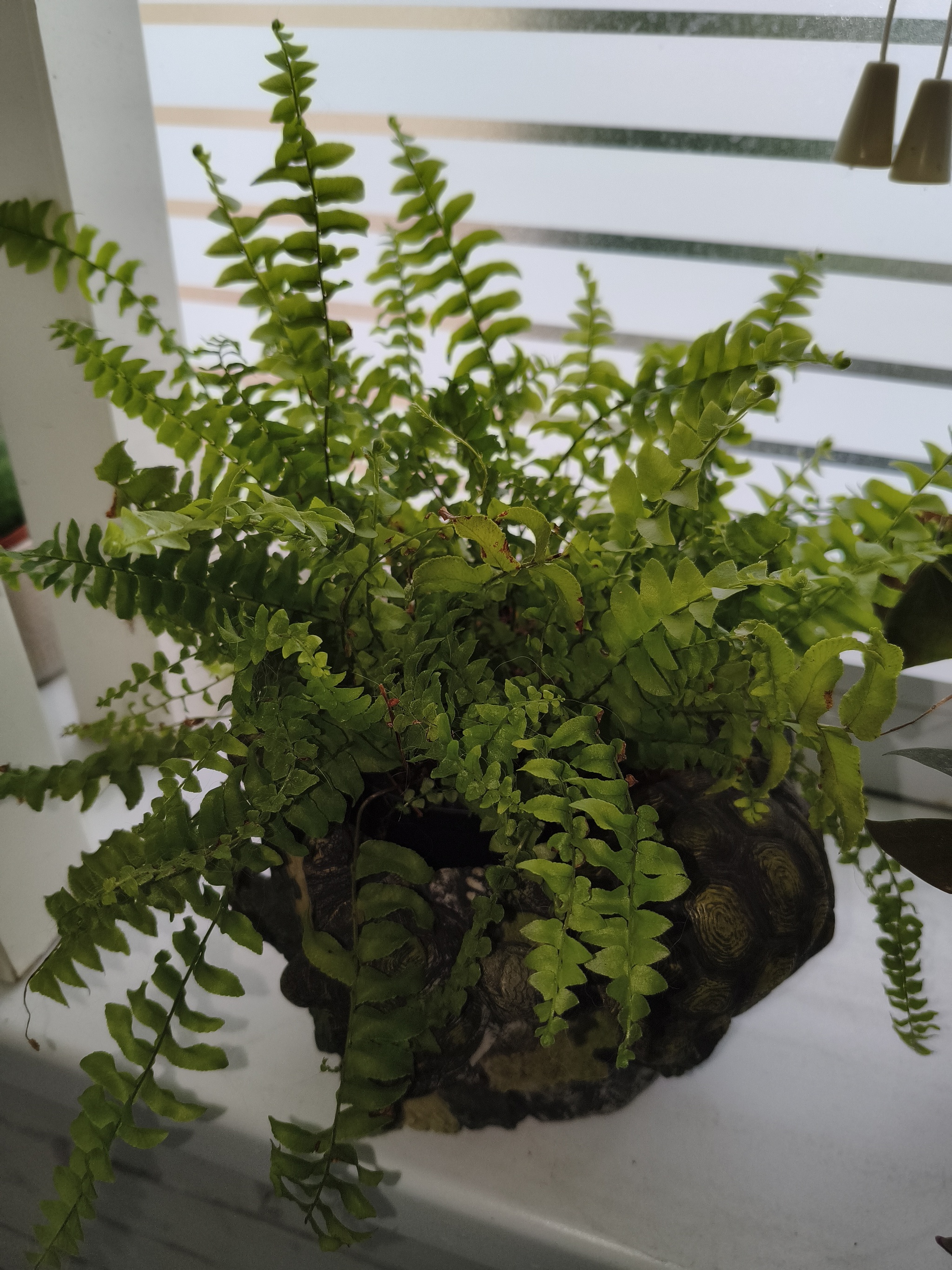My green zen and purring caretaker - My, Hot peppers, Zen, Garden, Amazing, Balcony, Vegetable garden on the windowsill, Habanero, cat, Chilli, Longpost