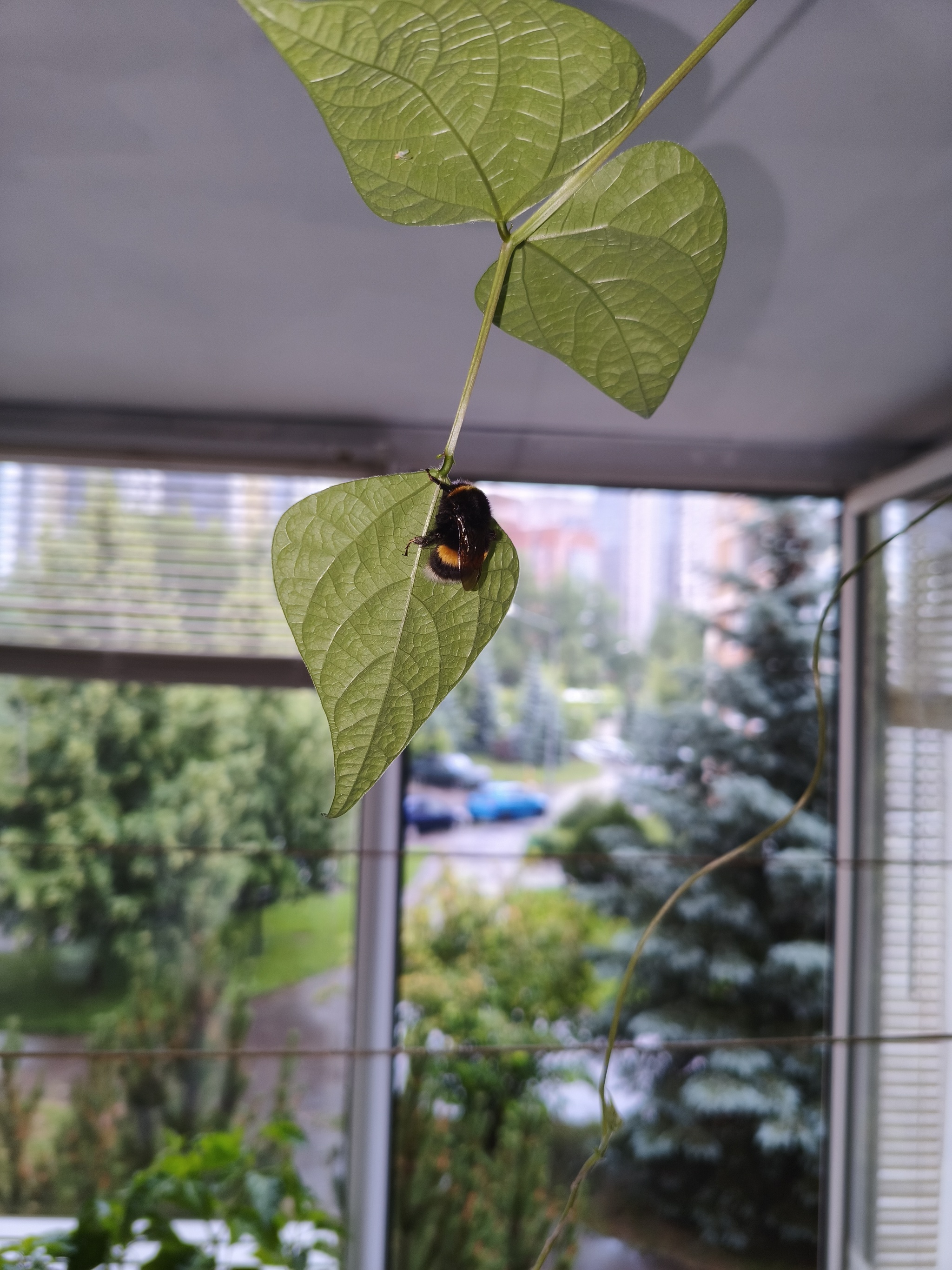 My green zen and purring caretaker - My, Hot peppers, Zen, Garden, Amazing, Balcony, Vegetable garden on the windowsill, Habanero, cat, Chilli, Longpost