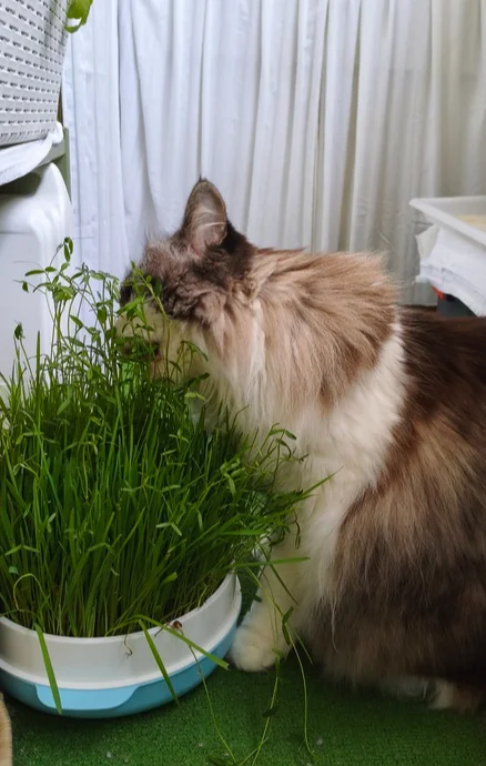 My green zen and purring caretaker - My, Hot peppers, Zen, Garden, Amazing, Balcony, Vegetable garden on the windowsill, Habanero, cat, Chilli, Longpost
