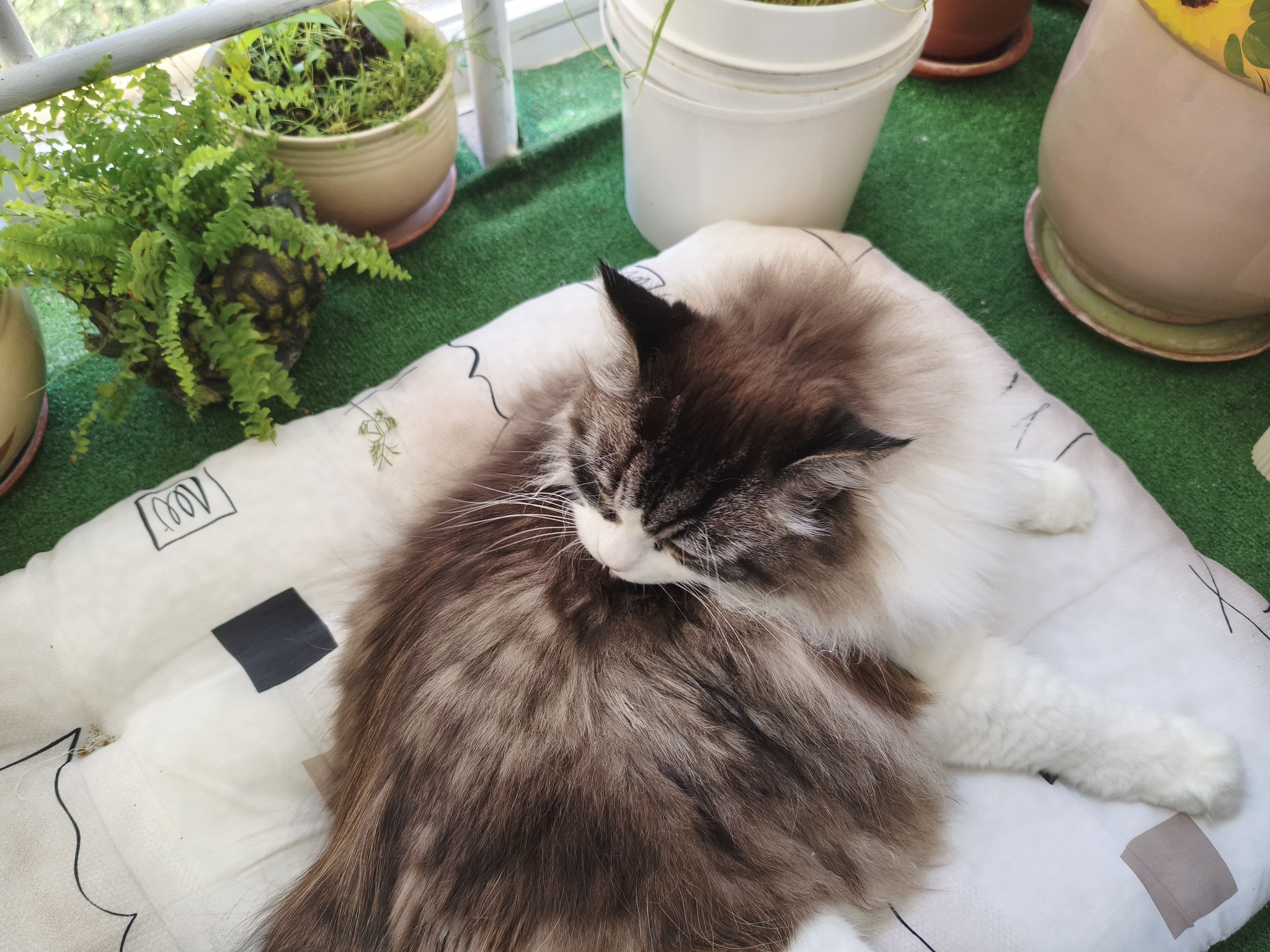 My green zen and purring caretaker - My, Hot peppers, Zen, Garden, Amazing, Balcony, Vegetable garden on the windowsill, Habanero, cat, Chilli, Longpost