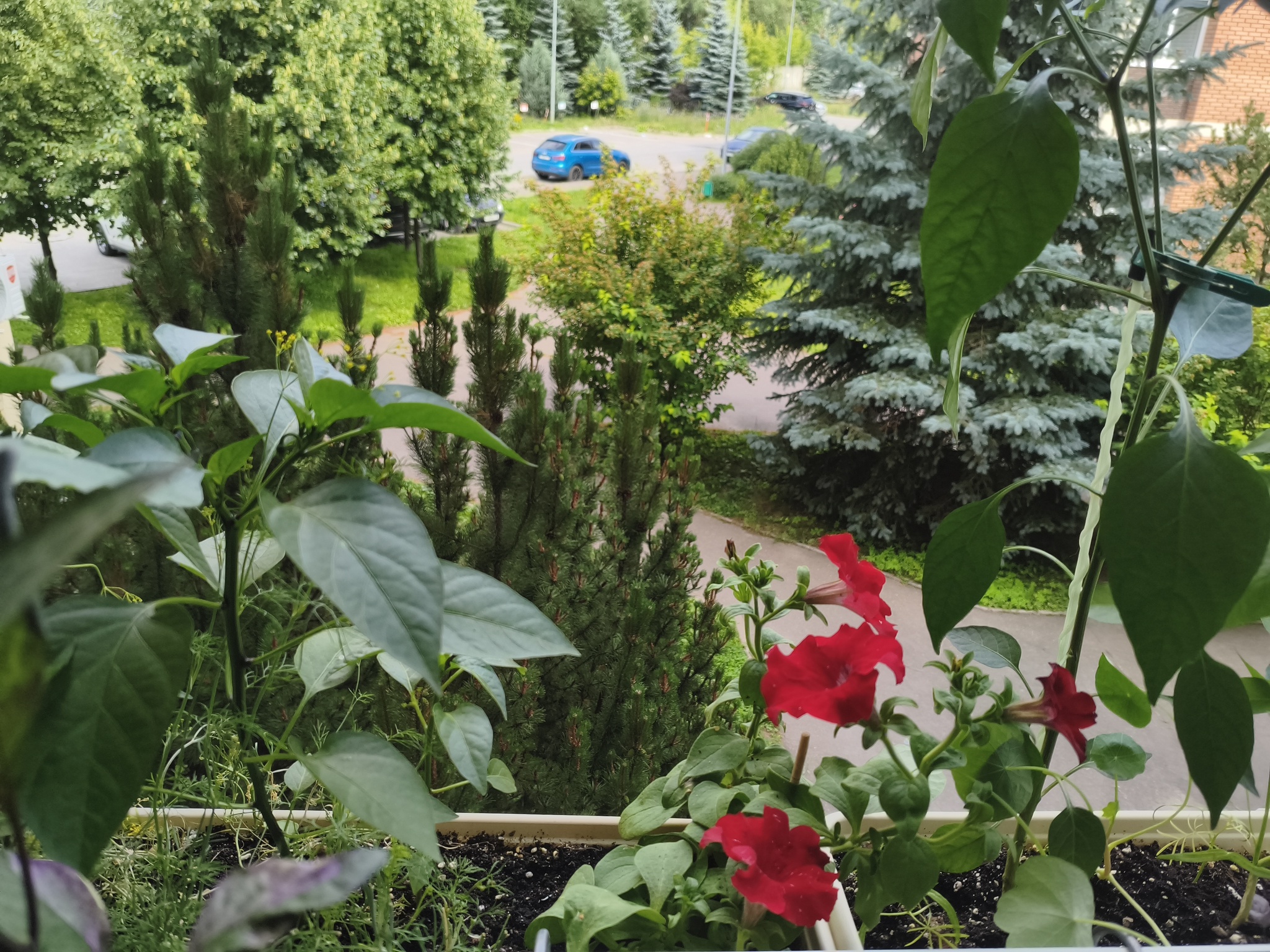 My green zen and purring caretaker - My, Hot peppers, Zen, Garden, Amazing, Balcony, Vegetable garden on the windowsill, Habanero, cat, Chilli, Longpost