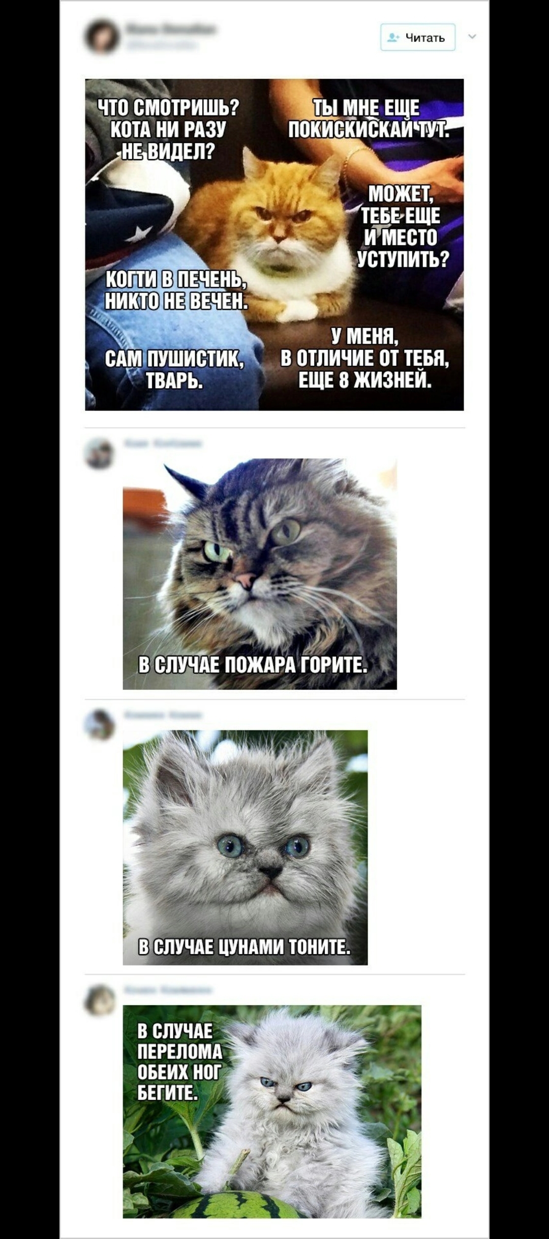 I was digging through the archives. I laughed like a horse for about five minutes with this one. - My, cat, Old, Longpost