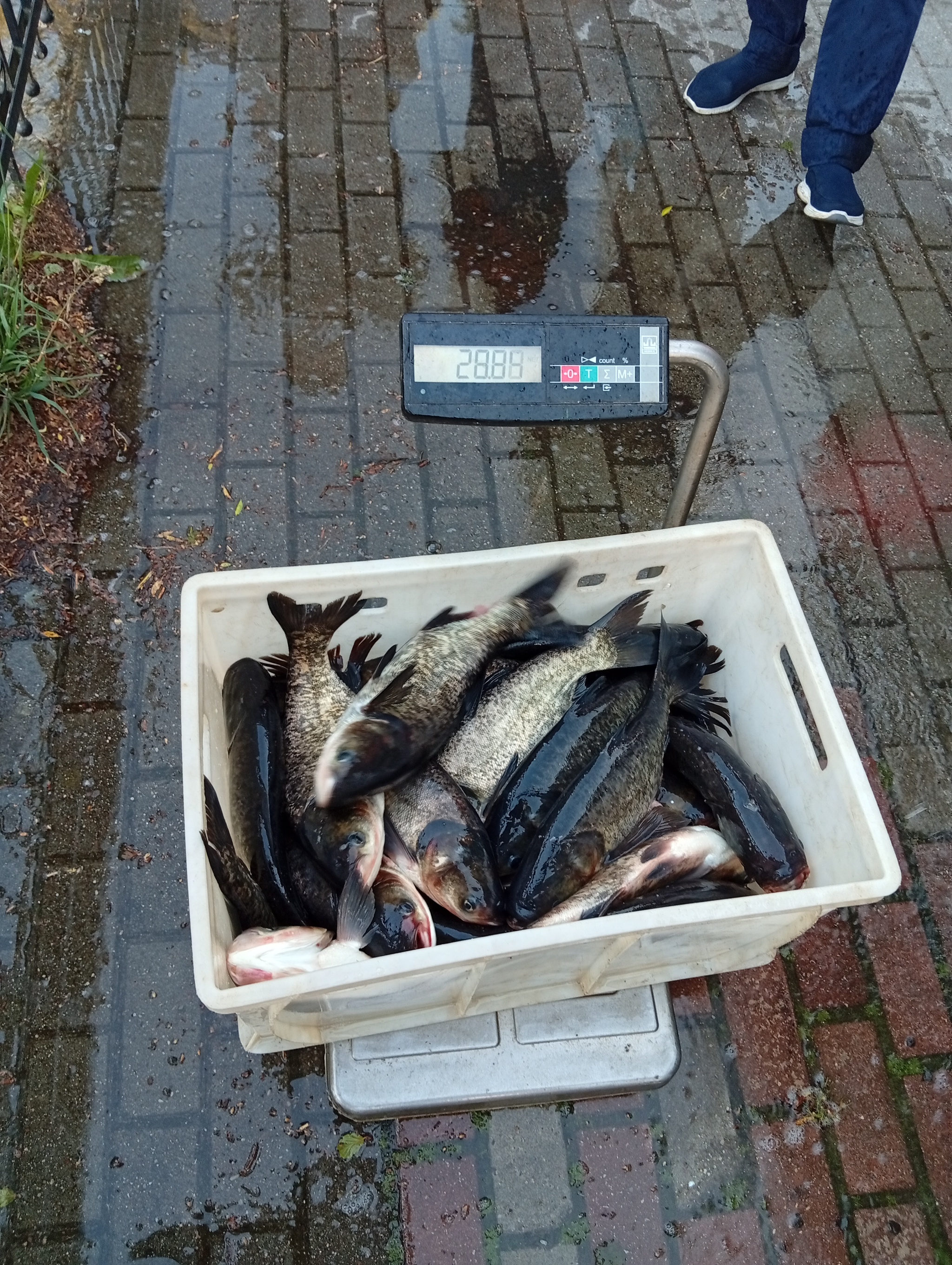 I don't know for sure yet, but it seems to work! - My, Kaliningrad region, Svetlogorsk, Lake, Good league, Nature, Hedgehog, Longpost, Water, Relaxation, The nature of Russia, A fish, White cupid, Silver carp, Amber Land, Baltic Sea, Series Save the Lake, Stocking
