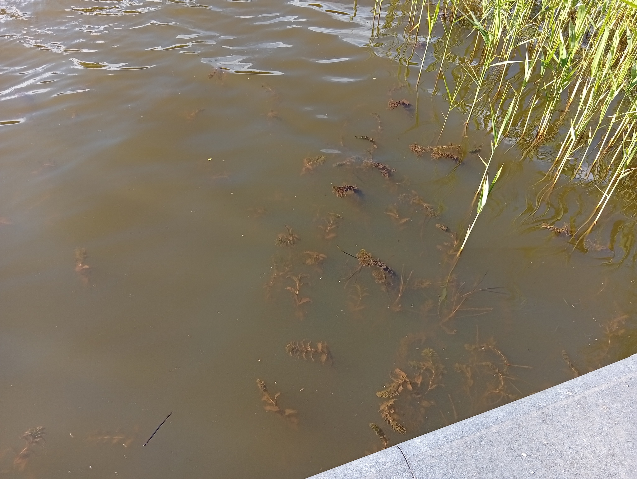 I don't know for sure yet, but it seems to work! - My, Kaliningrad region, Svetlogorsk, Lake, Good league, Nature, Hedgehog, Longpost, Water, Relaxation, The nature of Russia, A fish, White cupid, Silver carp, Amber Land, Baltic Sea, Series Save the Lake, Stocking