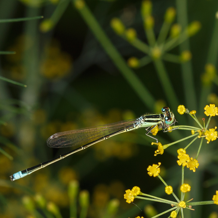 �������� ���������� ��������� (Ischnura pumilio), ������ ��� ������� ��������� � ��������� ������� (Coenagrionidae).