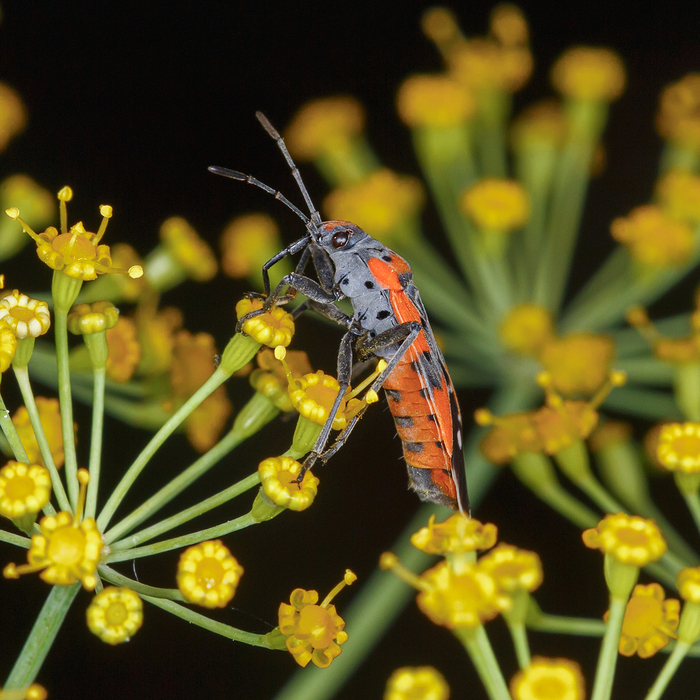 ���� �������� ��������� (Corizus hyoscyami)
