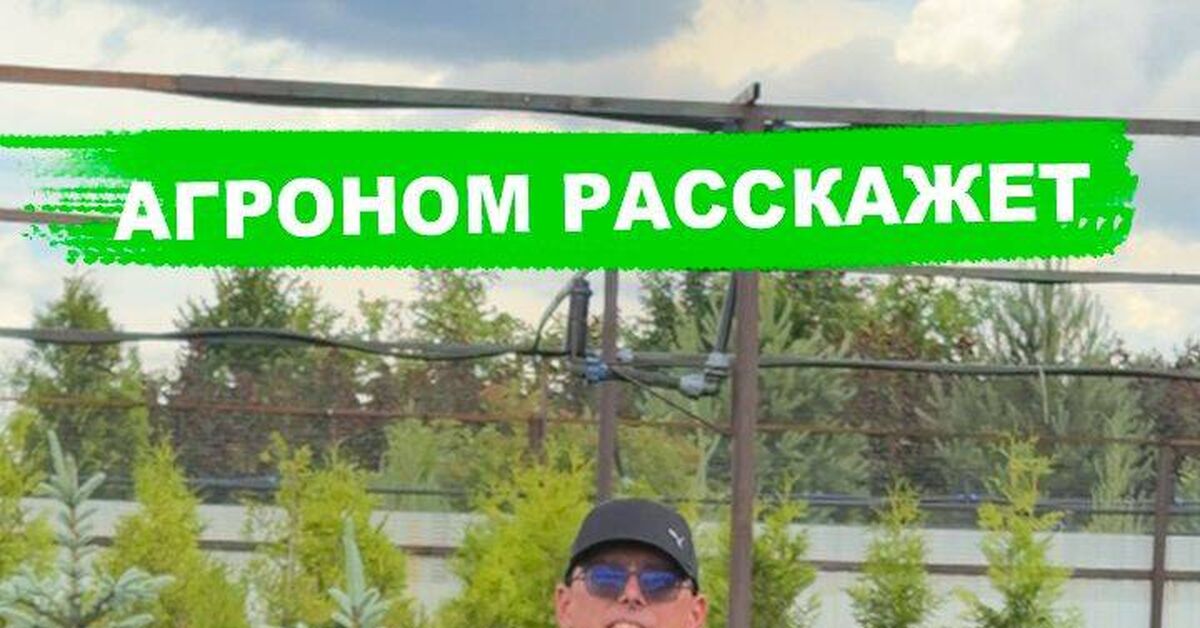 Стрижка туй - Моё, Сад, Растениеводство, Садоводство, Растения, Туя, Стрижка, Обрезка, Видео, Rutube, Короткие видео
