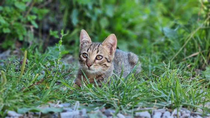 Милота