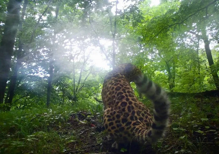 Rain is rain, but work is work, and it must be done properly. - Series Far Eastern leopard, Far Eastern leopard, Flag Territory, Rain, Wild animals, wildlife, Phototrap, National park, Land of the Leopard, Primorsky Krai, Leopard, Cat family, Predatory animals, Big cats, MAX messenger (link), Longpost