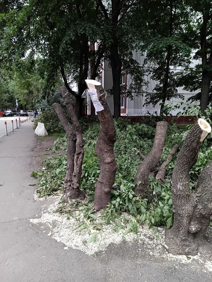 Вот тут было несколько деревьев.