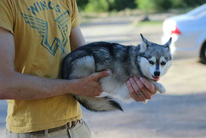Почти хаски, но есть нюанс.