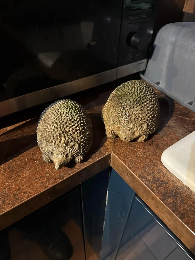 What is this thing - 263 - Series What is this thing, My, Translated by myself, Reddit, WhatIsThisThing, Video, Short videos, Vertical video, Youtube, Longpost
