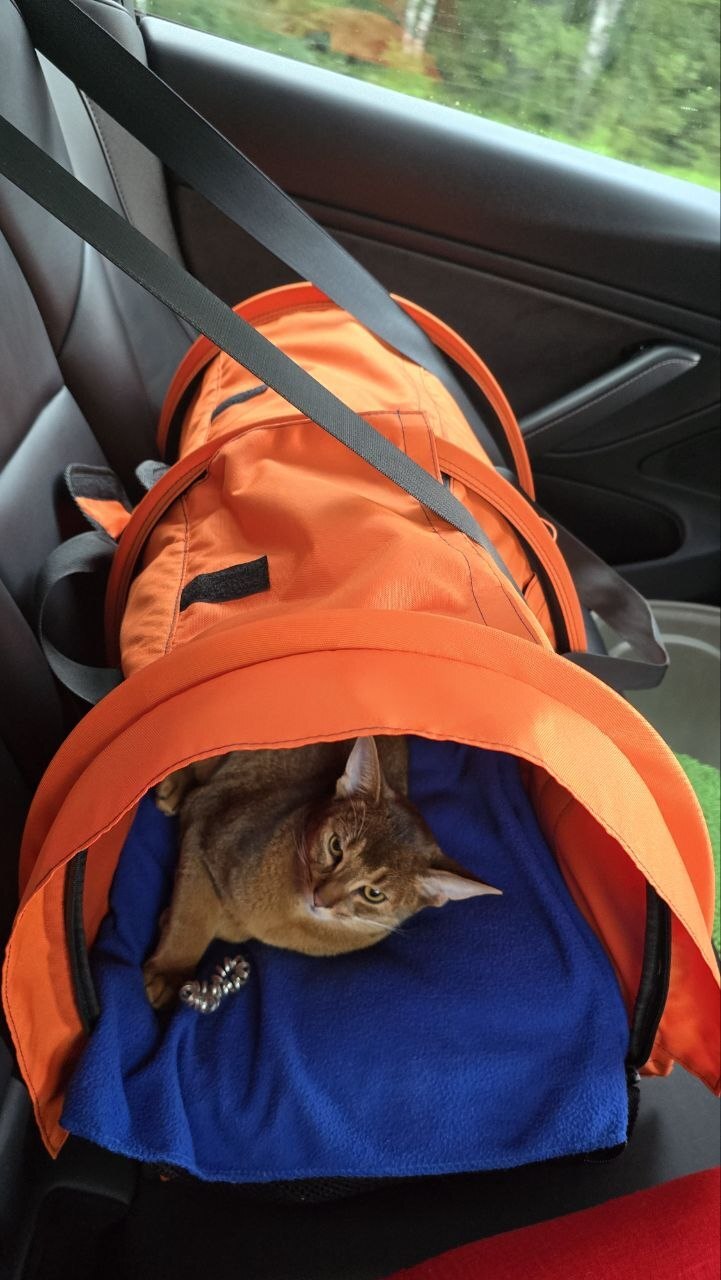 Hyper bullet on pause - Series Cat Altyn from Perm, My, Carrying, Travel across Russia, Road trip, Abyssinian cat, cat, Longpost