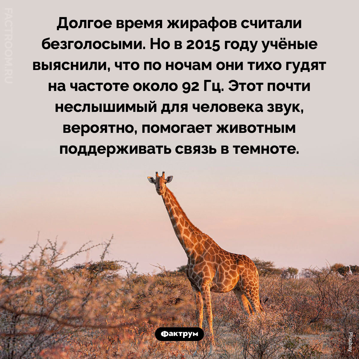 Подборка интересных фактов № 273 - Моё, Познавательно, Факты, Подборка, Картинка с текстом, Фактрум, Хочу все знать, Удивительное, Удивление