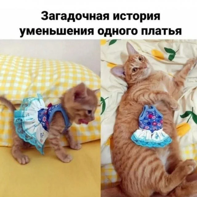 For those interested in memes, here are some - Series Memes
, Humor, Picture with text, Memes, Long, Strange humor, Sad humor, Longpost
