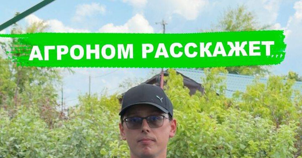 Надо ли заглублять розы при посадке? - Моё, Сад, Огород, Дача, Роза, Садоводство, Растения, Видео, Rutube, Короткие видео