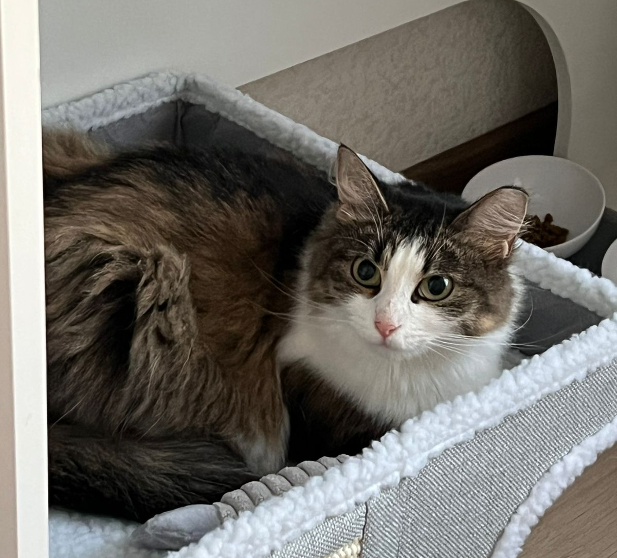 10 kittens have gone home in the last two weeks! - Series Found a home, My, In good hands, Good league, Helping animals, cat, Moscow, Murkosh shelter, Kittens, Paws, Cat lovers, Kindness, Pets, Short videos, Vertical video, Found a home, The photo, Events, Happiness, Miracle, I share my joy, Video, Longpost